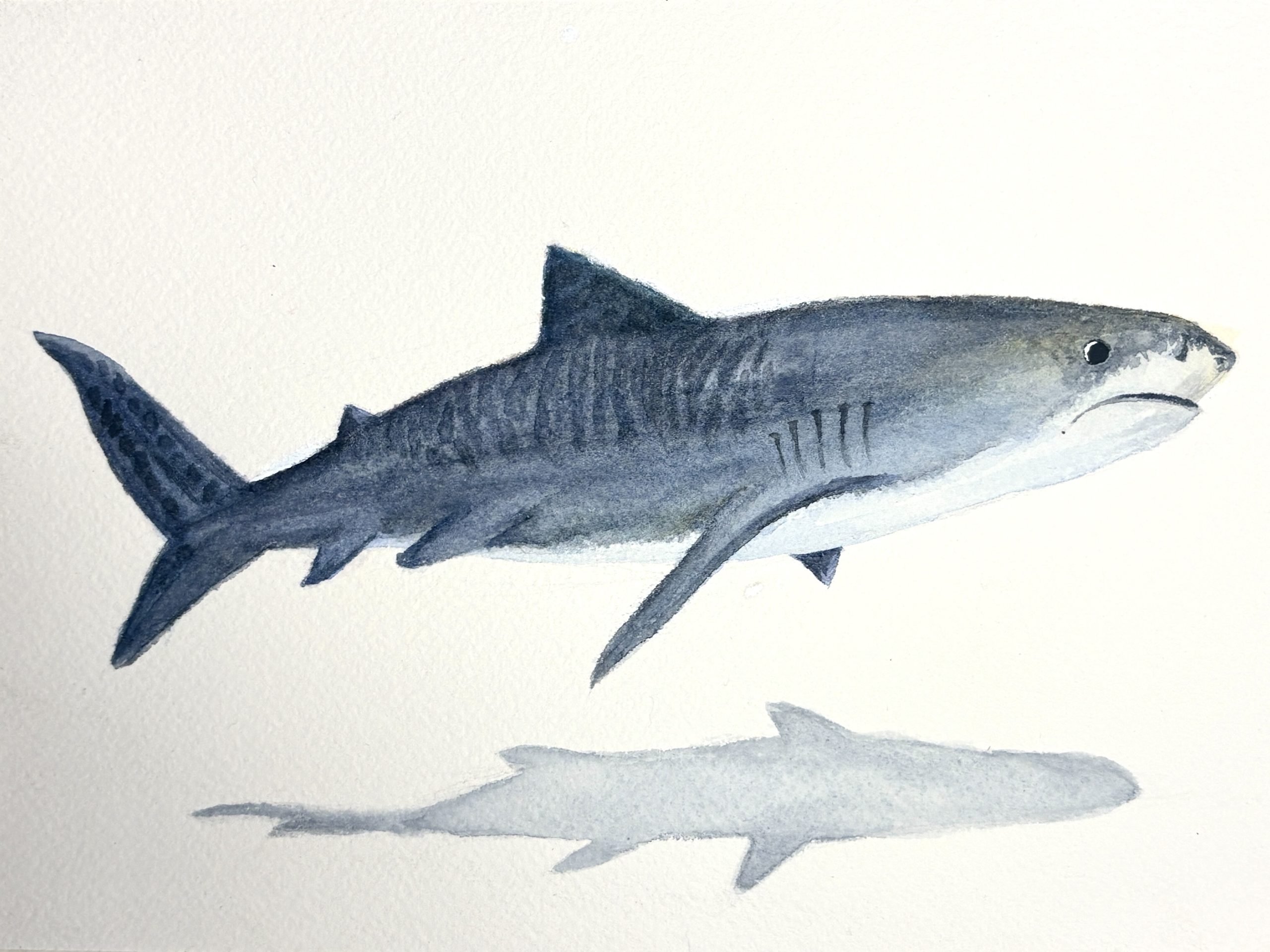 Photo of watercolor painting of a tiger shark